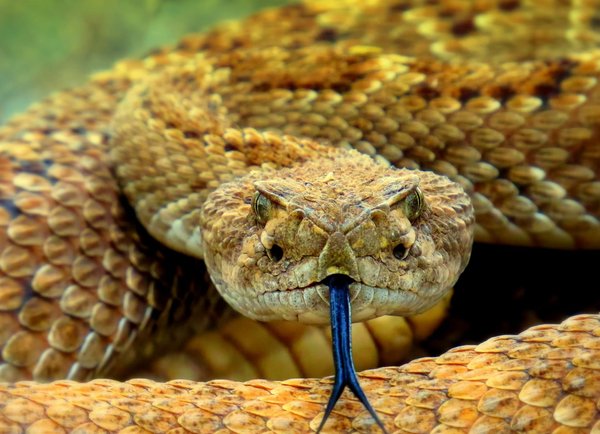 Comment gérer correctement les périodes de jeûne chez les serpents royaux?