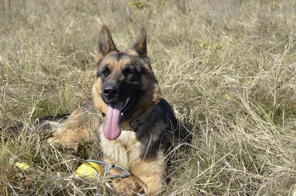 Comment choisir la meilleure assurance santé pour un chien de race Poodle ayant des antécédents médicaux?